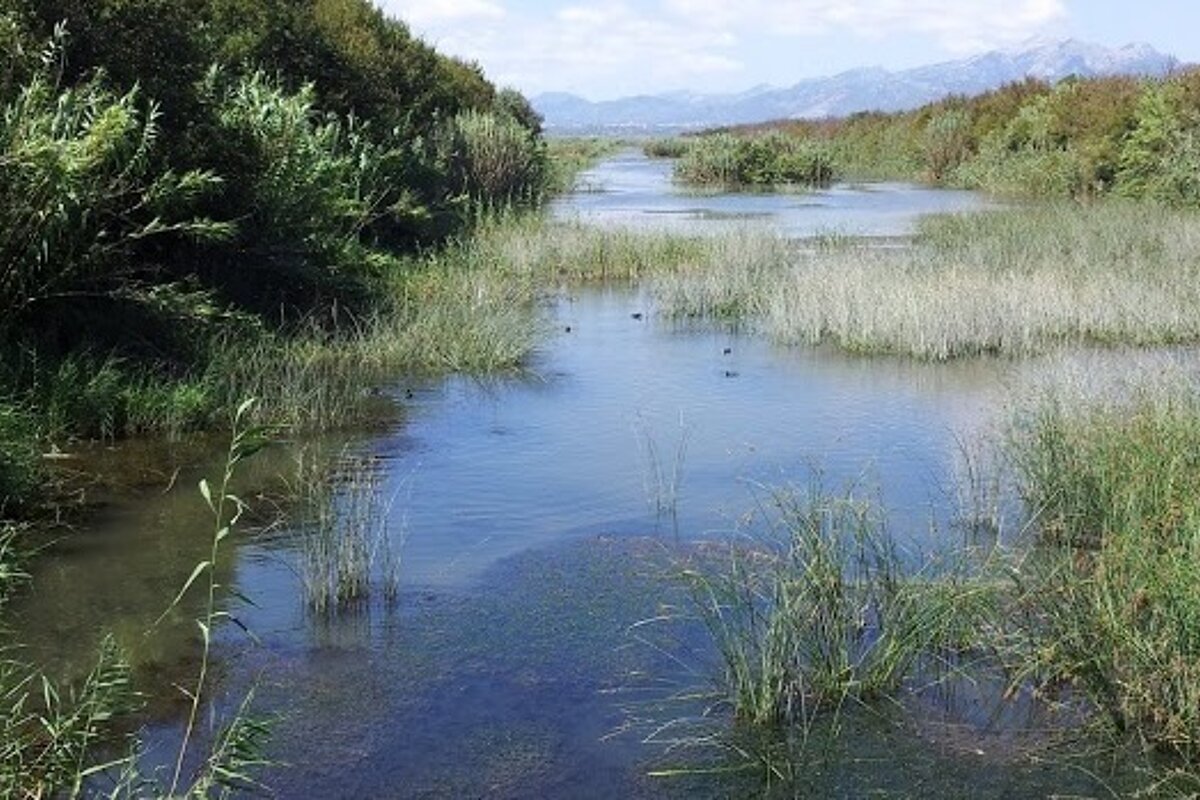 a river with lots of plants growing in it