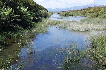 a river with lots of plants growing in it