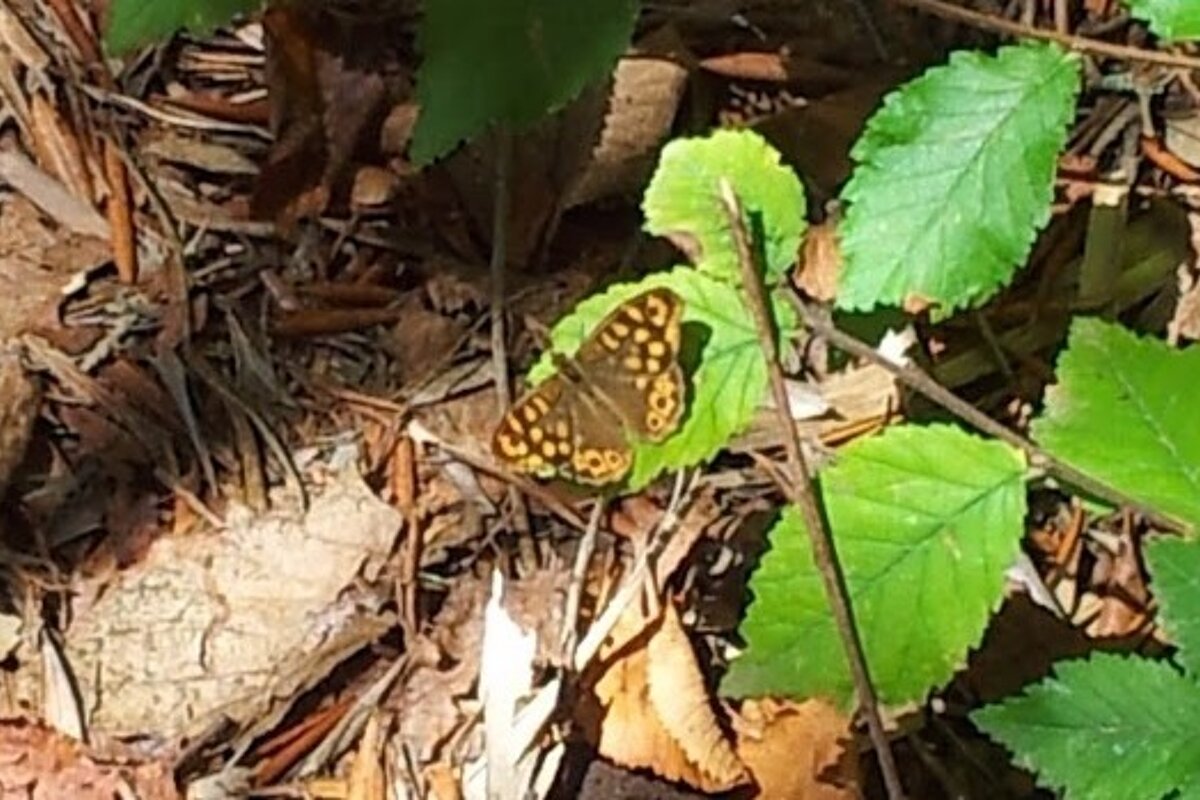 a brown butterfly on a green leaf