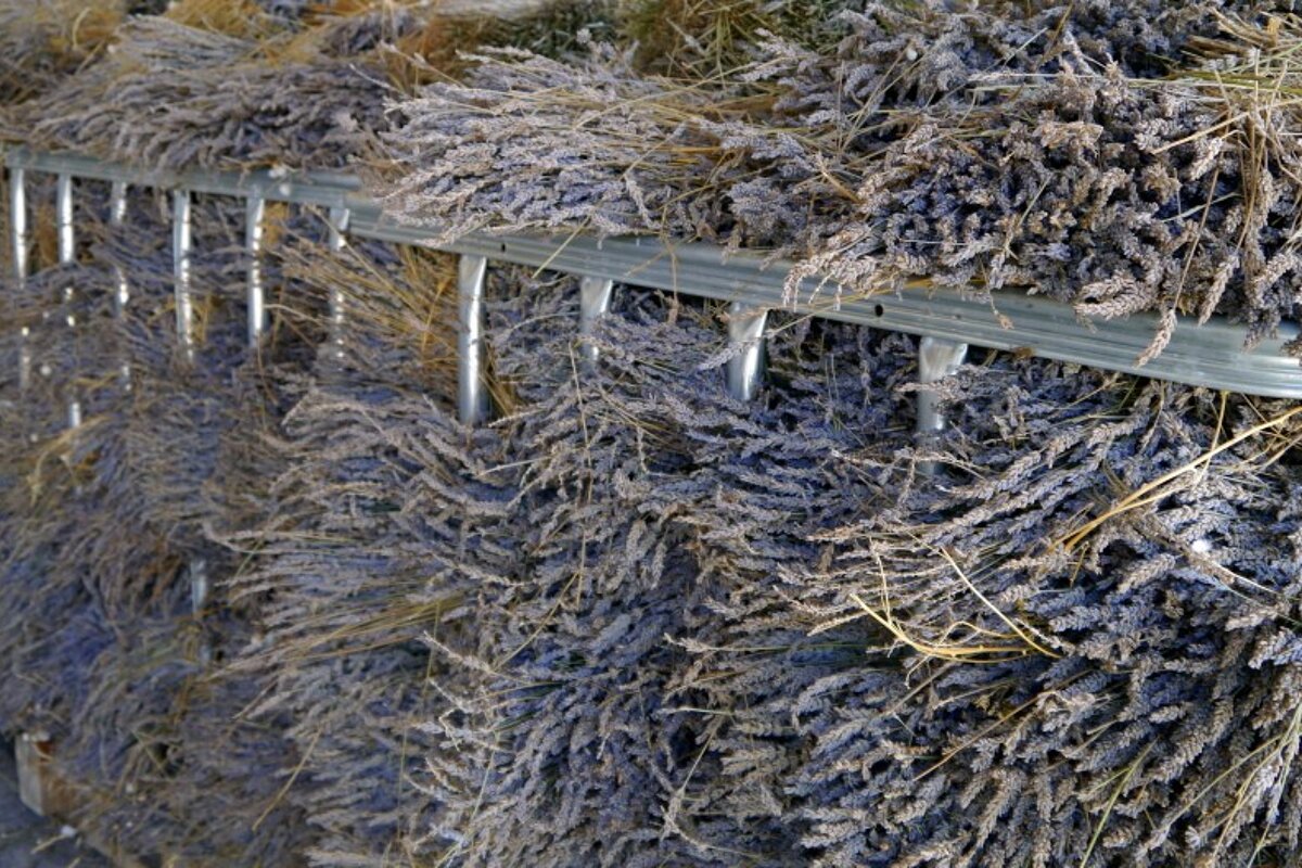 Lavender Harvest