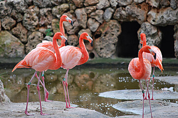 Safari Zoo, Cala Millor