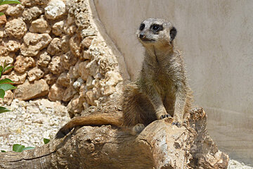 Safari Zoo, Cala Millor