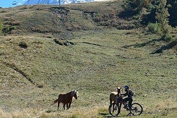 a mountain biker with two horses on a trail in chamonix