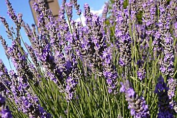 image of some blooming wild purple lavender 