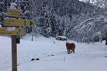 An image of a horse and a hiking signpost in the snow in a forest in Chamonix Mont Blanc
