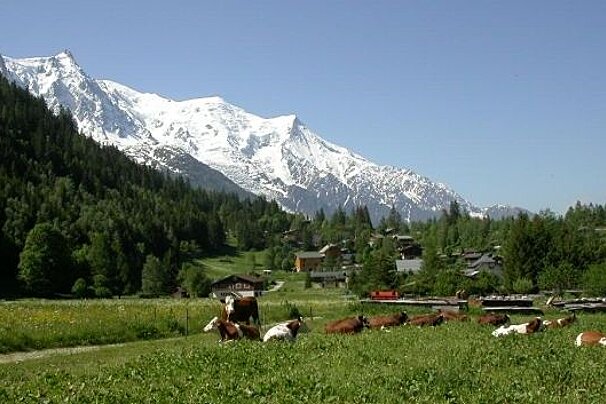 image of a field with cows in and the greenery of mountains behind and then snow covered glacier in the background