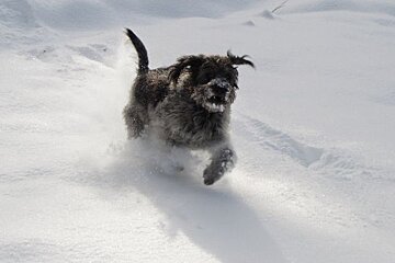dog in powder