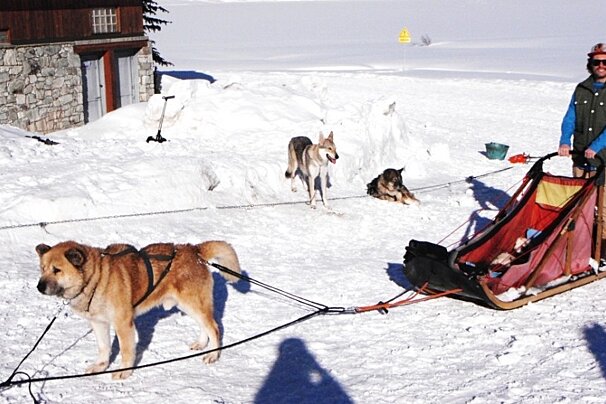 an image of a husky dog sled ride