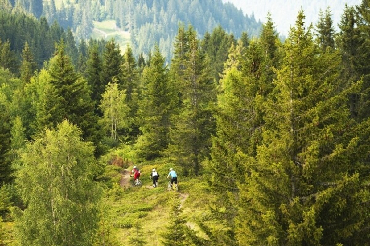 three mountain bikers in woods