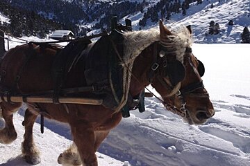 an image of horse pulling a cart in the snow