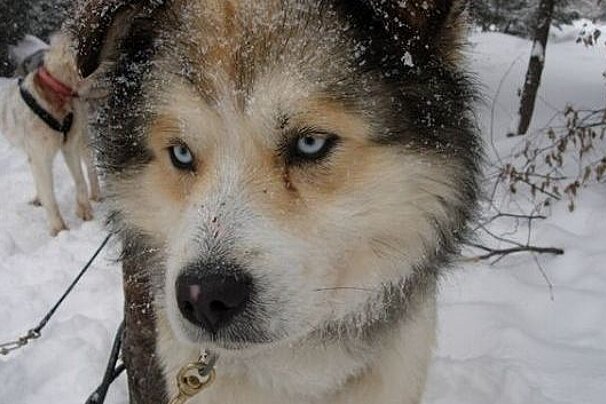 a picture of a husky dog in the snow