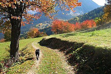 image of a dog on a path in the mountains with green surrounding and red leaves on the trees