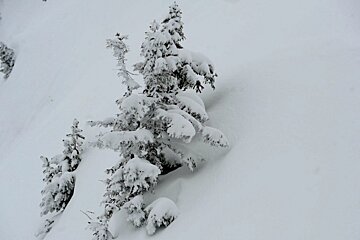 an image of trees covered in snow