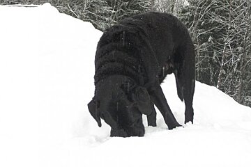 dog eating snow