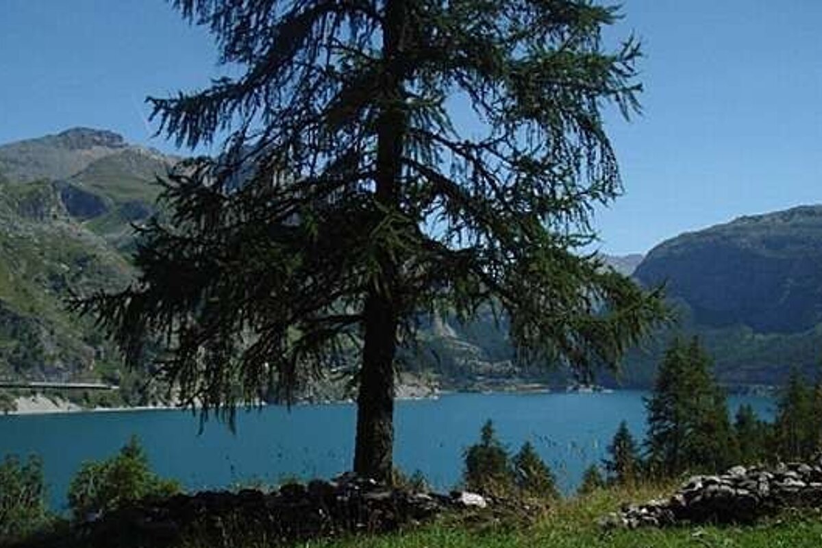 Image of a lake with the green summer mountains in the background a large tree in the foreground