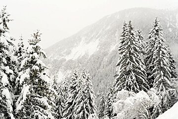 an image of trees with lots of snow