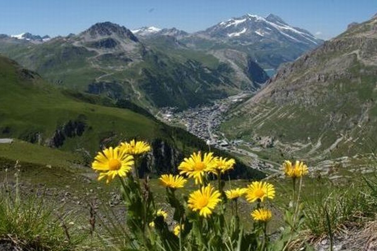 Image of a moutnain valley with sunflowers at the front and the valley below surrounded by green mountains