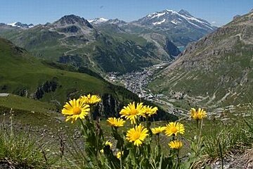 Image of a moutnain valley with sunflowers at the front and the valley below surrounded by green mountains