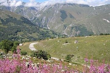 image of a meadow in the alps with pink flowers and a pathway into the distance with mountains covered in green trees and grass in the background, blue sky and clouds linger above