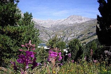 image of some flowers and trees with the mountains in the center in the distance