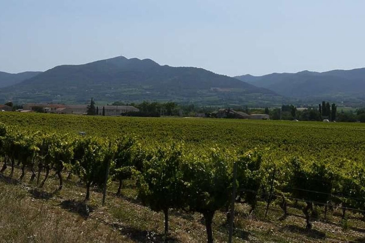 image of a vineyard in provence with the mountains behind