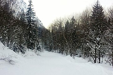 Trees in snow at the bottom of La Sarren