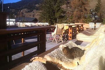 Cat sitting on seat on bar terrace