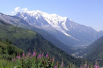 A mountain range with purple flowers in the foreground