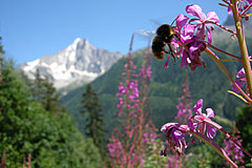 A bee is sitting on a purple flower with a mountain in the background
