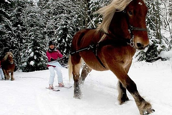 An image of a skier being pulled along by a horse