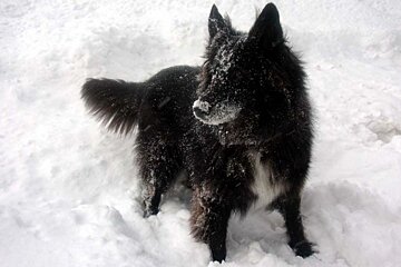 A black and white dog standing in the snow