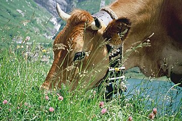 A cow wearing a collar with a tag on it that says ' a ' on it