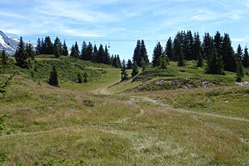A lush green field with trees in the background