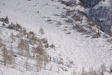 A person in a yellow jacket is skiing down a snowy hill