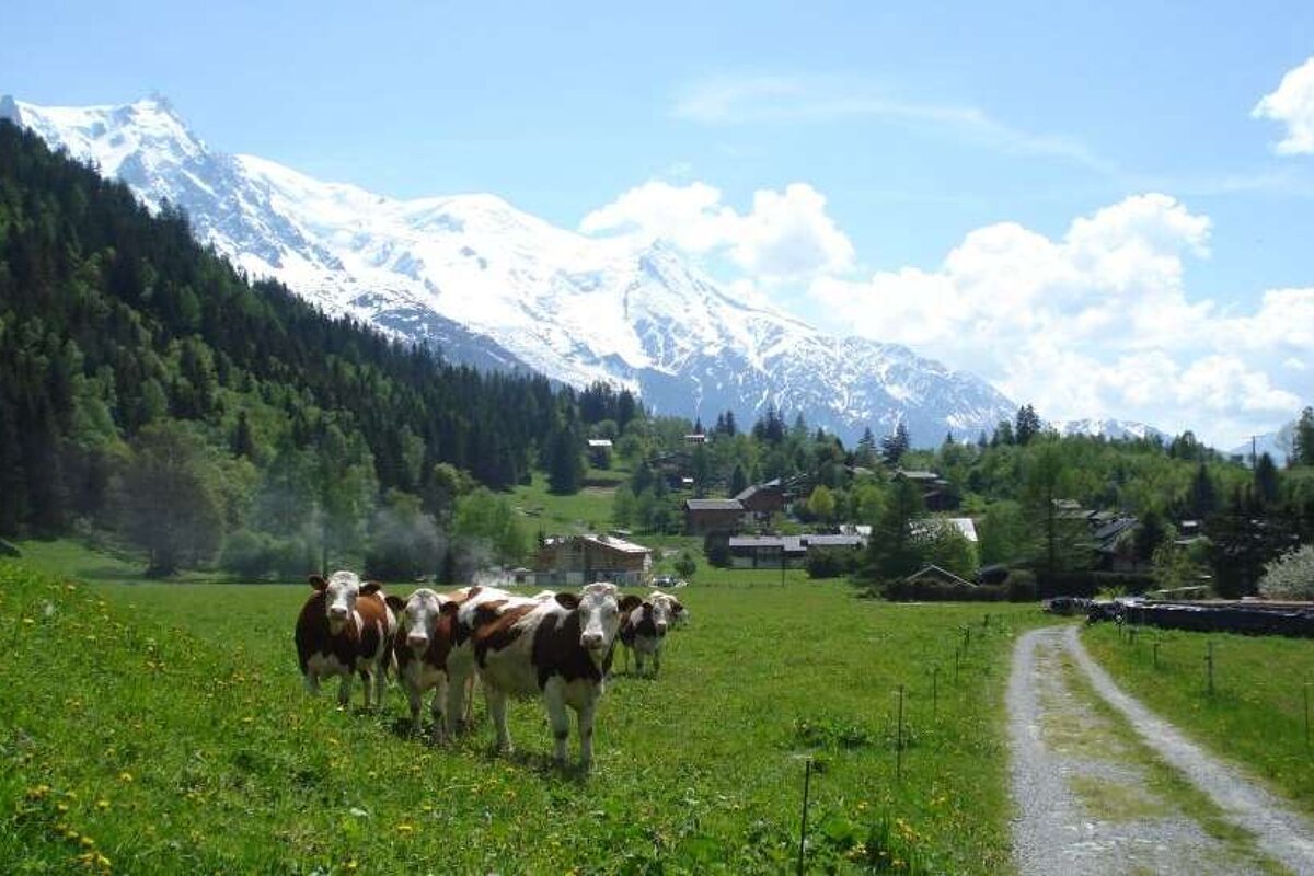 cows, alpine pasture, mont blanc