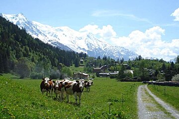 cows, alpine pasture, mont blanc