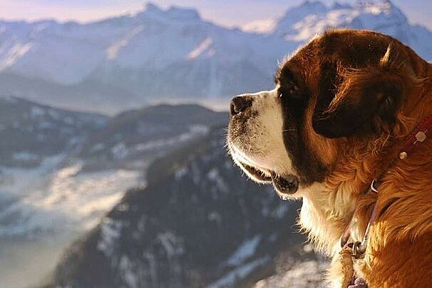 an image of a st bernard dog over looking the mountains