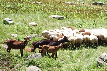 A herd of sheep and goats grazing in a grassy field