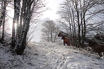 The sun is shining through the trees in the snow