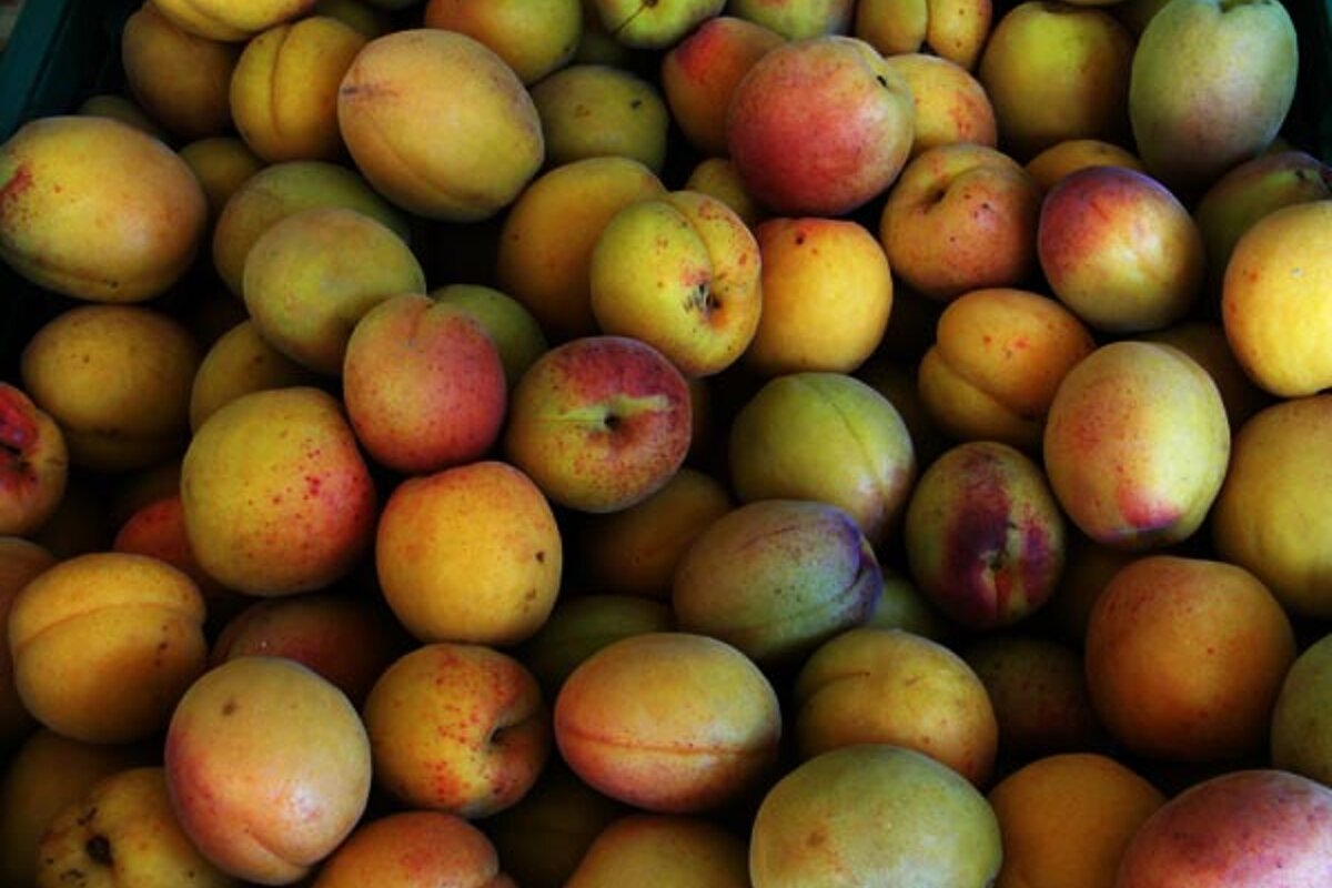 A bunch of yellow peaches with red spots on them
