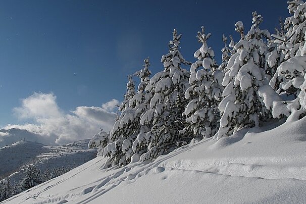 Snow laden trees on mountain