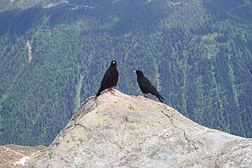 Two black birds on a rock with mountains in the background