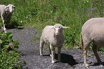 An image of sheep in the summer