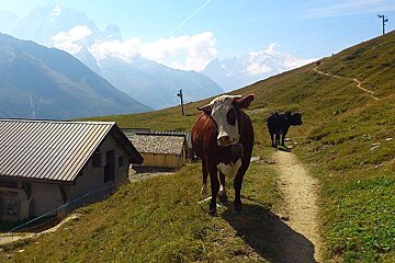 An image of an Alpine cow on a hiking trail at Le Tour near Chamonix Mont Blanc