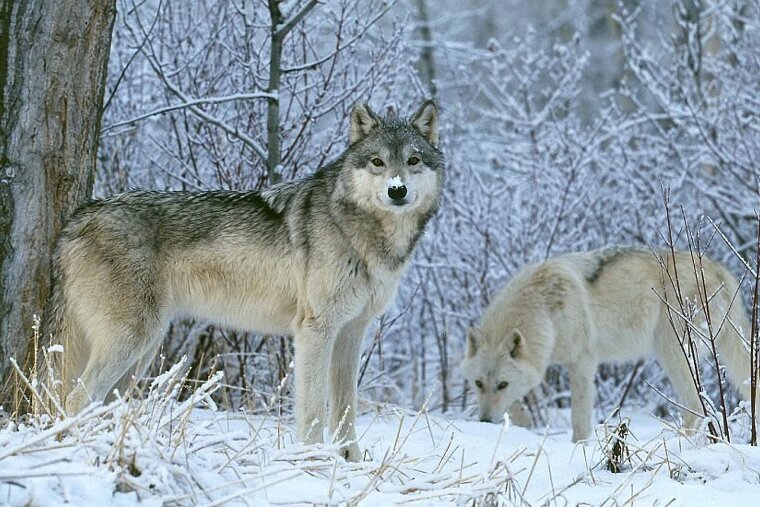 An image of wolves in the snow
