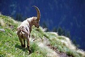 A goat with long horns is standing on top of a grassy hill