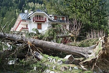 tree debris, Hotel Sapiniere