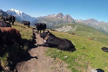 A herd of cows are grazing on a grassy hillside with mountains in the background
