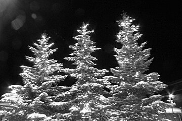 A black and white photo of three snow covered christmas trees