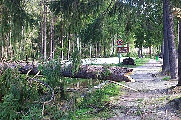 An image of damage caused by a foehn wind storm in Chamonix Mont Blanc